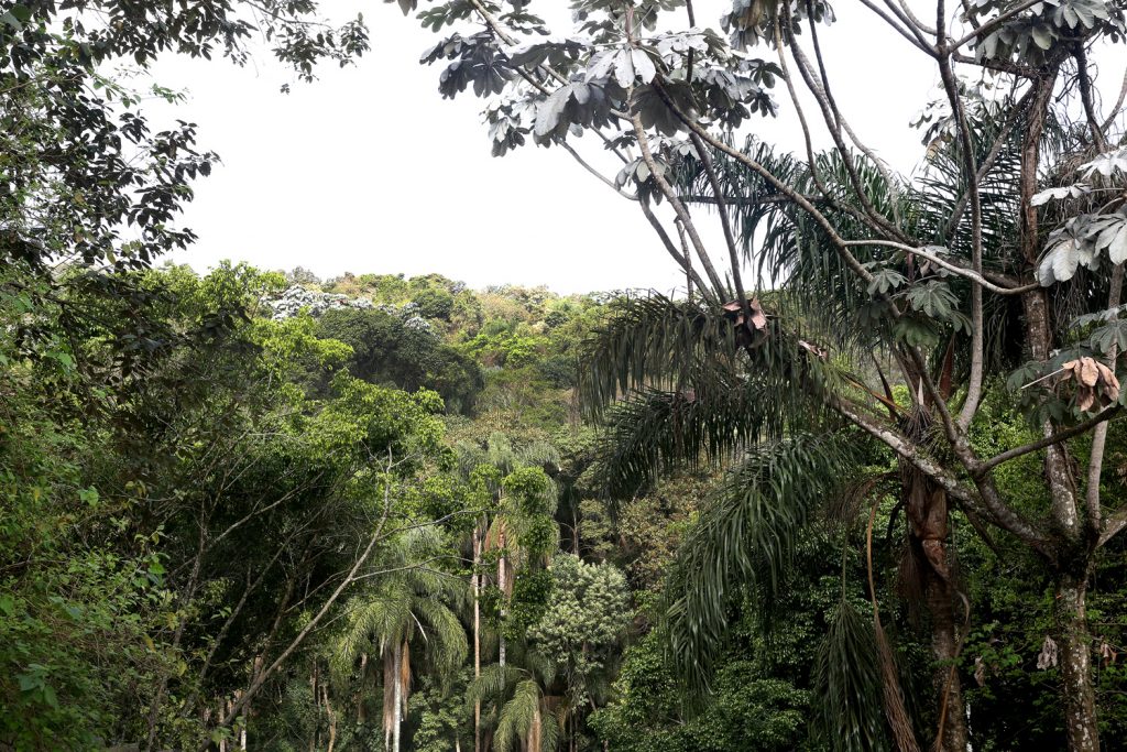 Mata Atlântica: preservada pelo Sindicato dos Metalúrgico de Guarulhos/Foto: Arquivo