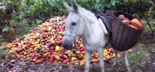 1º Lugar da categoria Paisagens Rurais: “Fazenda Valeria Canavieiras Bahia Cultivo Do Cacau” - Francielly Fernandes Ribeiro (Bahia)