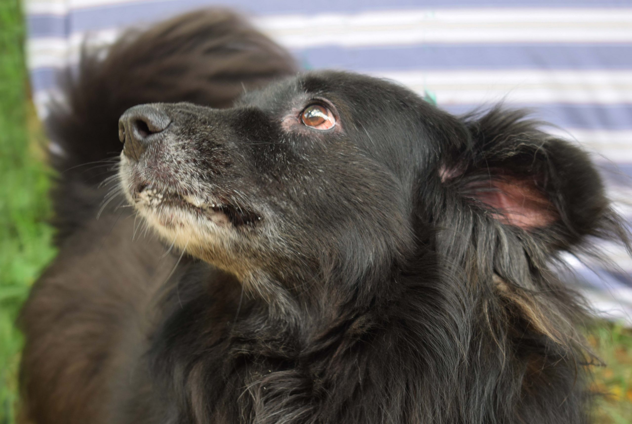 Jorge é um dos cãezinhos para adoção na campanha Adote um Bom Velhinho, da prefeitura de SP