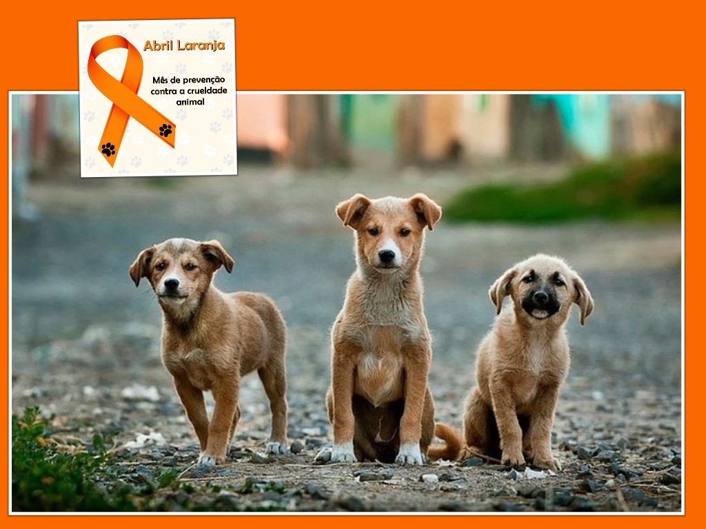 Abrace a campanha Abril Laranja: pelo combate à crueldade contra os animais. Foto: Agência Brasil.