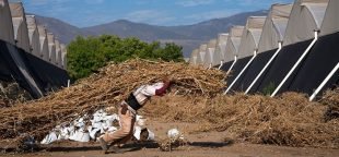 Calor excessivo aumenta casos de dengue e câncer em trabalhadores brasileiros
