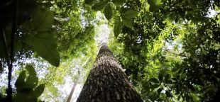 Dia da Amazônia conscientização sobre a floresta. Foto Marcelo Camargo Agência Brasil