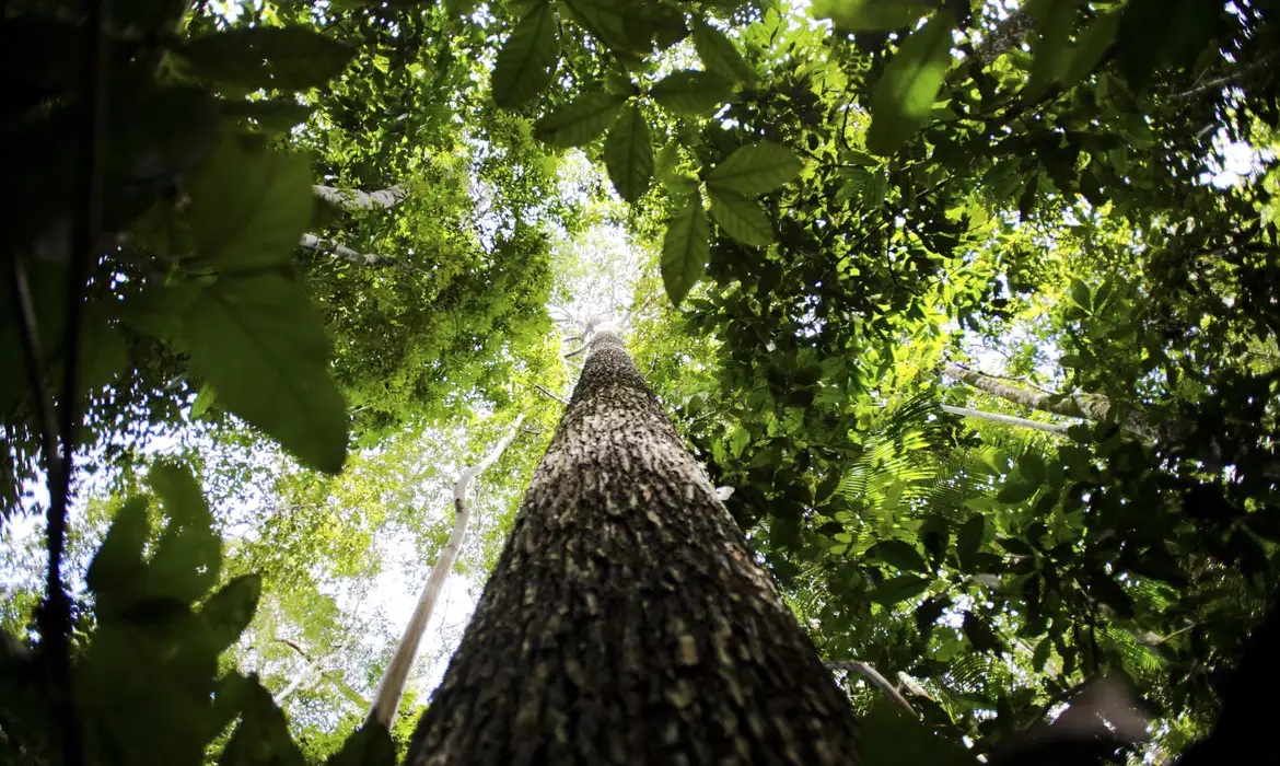 Dia da Amazônia conscientização sobre a floresta. Foto Marcelo Camargo Agência Brasil