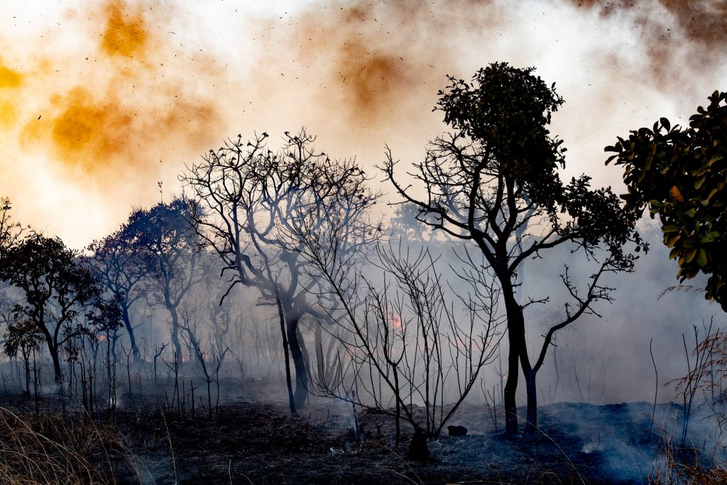 O fogo mata a mata/Foto: Leopoldo Silva