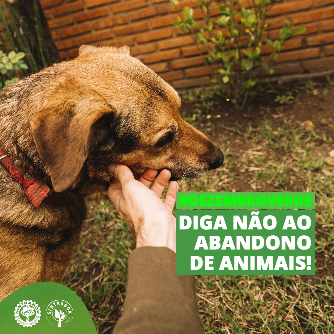 Sintrabor divulga a campanha contra maus tratos e abandono de animais