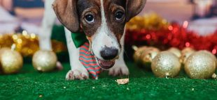 Cachorrinho em ensaio para estimular adoção em campanha para doar animais resgatados após o rompimento da Barragem de Brumadinho. Foto: Agência Brasil