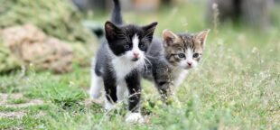 Comunidade pede justiça aos gatos do Museu do Ipiranga, em São Paulo