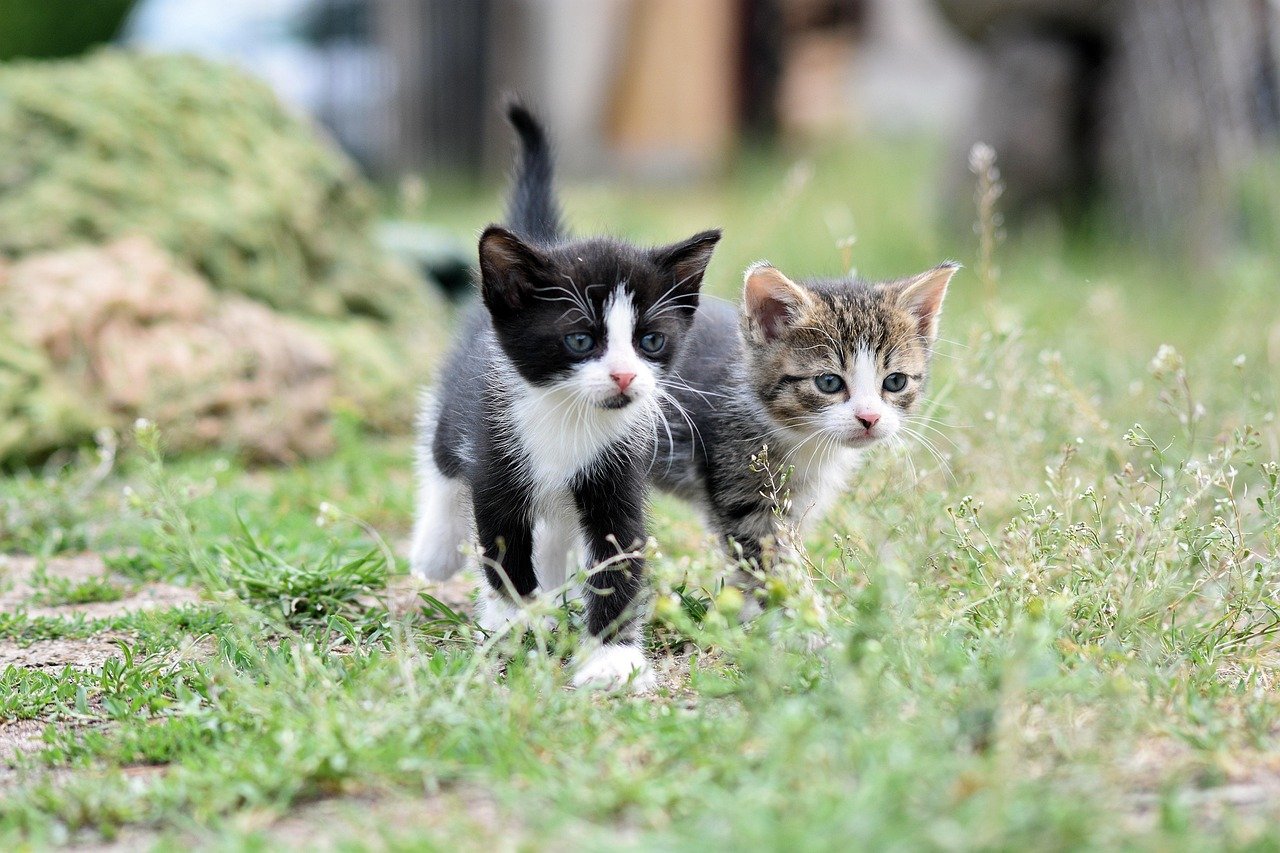 Comunidade pede justiça aos gatos do Museu do Ipiranga, em São Paulo