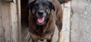 O caso do cão Orelha na Praia Brava destaca a violência contra animais e a necessidade de proteção e responsabilização.