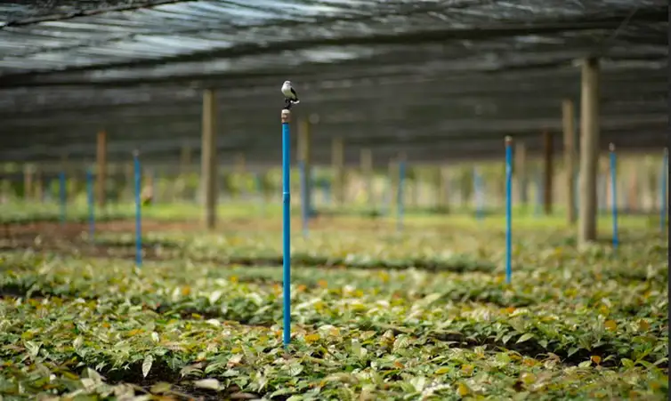Primeira fase de crescimento das mudas no viveiro em área sombreada. Estratégias de reflorestamento da Mata Atlântica. Foto: Symbiosis/Divugação