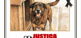 Sindicato dos Eletricitários de Sâo Paulo na campanha Justiça por Orelha