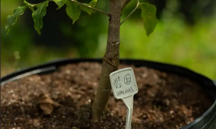 Mudas enxertadas de material genético selecionado. Estratégias de reflorestamento da Mata Atlântica. Foto: Symbiosis/Divugação - 