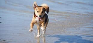 A proteção animal é fundamental. Conheça as propostas do MPF para Estatuto dos Cães e Gatos e como defender esses direitos. Foto: Pixabay