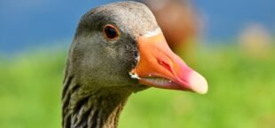 A lei que proíbe o foie gras no Brasil já entrou em vigor. Entidades que defendem os animais apoiam a iniciativa. Foto: pixabay.