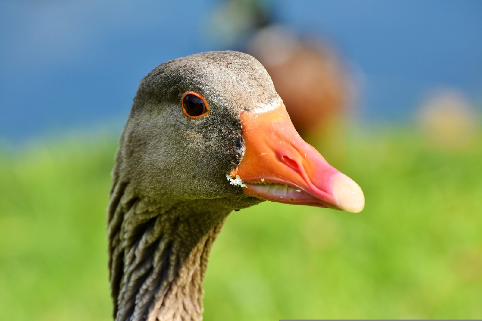 A lei que proíbe o foie gras no Brasil já entrou em vigor. Entidades que defendem os animais apoiam a iniciativa. Foto: pixabay.