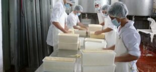 STILASP fortalece direitos nos laticínios e atuação nas empresas